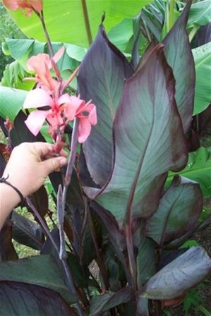 Canna 'Blueberry Sparkles'